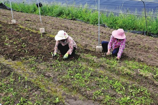 因地制宜打通产业畅销路 甘肃电信助力贫困山村换新颜